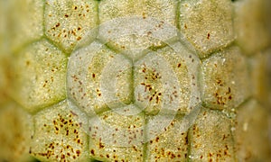 Horsetail closed strobilus (sporangia) texture photo