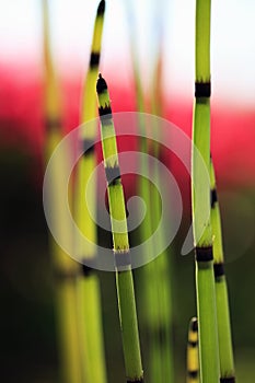 Horsetail closeup