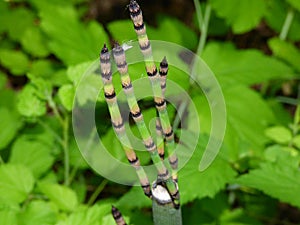 Horsetail closeup taken in Amercian River Parkway photo