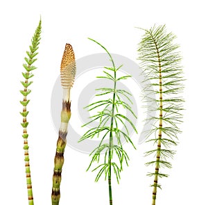 Horsetail collection