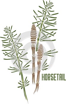 Horsetail in color drawing vector illustration