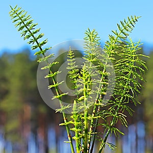 Horsetail or common Horsetail, or Tolkachik (Equisetum arvense)