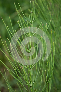 Horsetail (Equisetum)