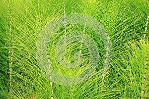 Horsetail (Equisetum) healing plant