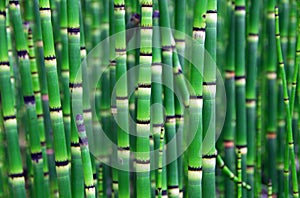 Horsetail Equisetum plant