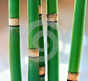 Horsetail Equisetum Plant.  Equisetum Hyemale. Macro.