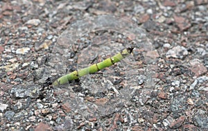 Horsetail, Equisetum plant growing out of asphalt