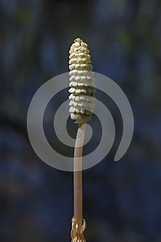 Horsetail - Equisetum sylvaticum