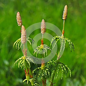 Horsetail - Equisetum sylvaticum