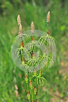 Horsetail - Equisetum sylvaticum