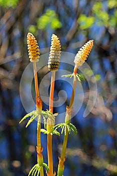 Horsetail - Equisetum sylvaticum