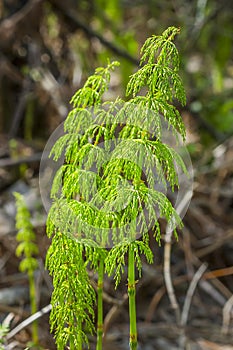 Horsetail - Equisetum sylvaticum