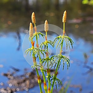 Horsetail - Equisetum sylvaticum