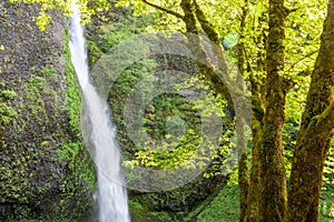 Horsetail Falls View