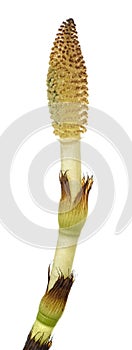 Horsetail fertile sterm