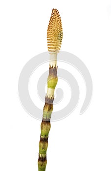 Horsetail