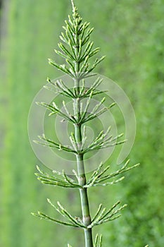 Horsetail field Equisetum arvense grows in nature