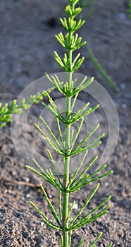 Horsetail field (Equisetum arvense) grows in nature