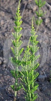 Horsetail field (Equisetum arvense) grows in nature