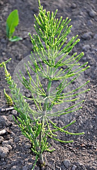 Horsetail field (Equisetum arvense) grows in nature