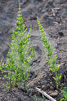 Horsetail field (Equisetum arvense) grows in nature