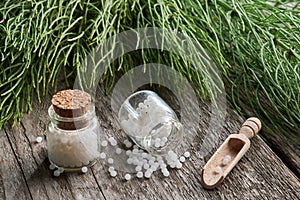 Horsetail healing herb and two bottles of homeopathic globules. Homeopathy photo