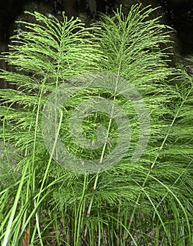 Horsetail herb