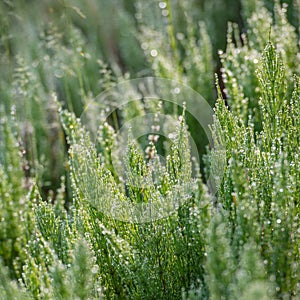 Horsetail herb