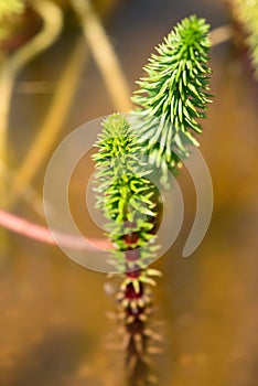 Horsetail - hippuris vulgaris photo