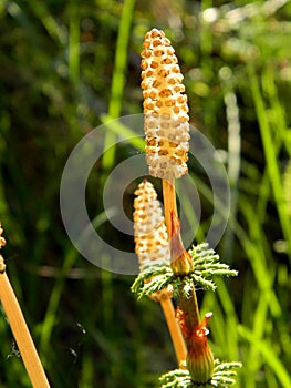 Horsetail inflorescences in the forest illuminated by the sun