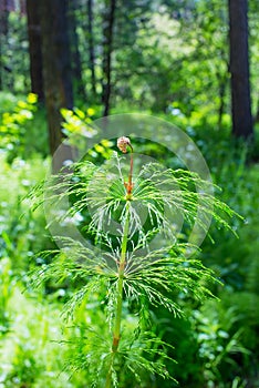 Horsetail lat. Equisetum sylvaticum