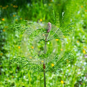 Horsetail lat. Equisetum sylvaticum