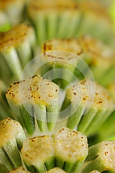 Horsetail mature strobilus (sporangia) photo