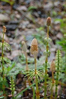 Horsetail plant
