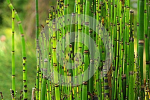 Horsetail plant