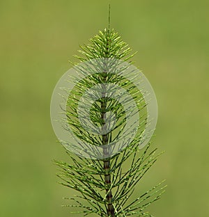 Horsetail plant, Equisetum arvense