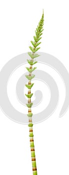 Horsetail