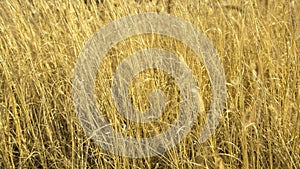 Horsetail plants,golden background picture