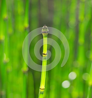 Horsetail reeds