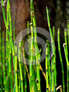 Horsetail reeds