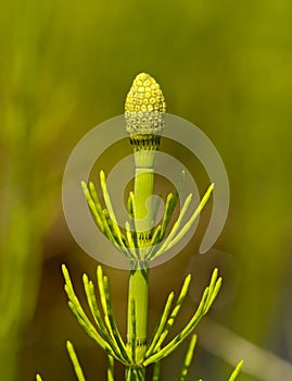 Horsetail runaway