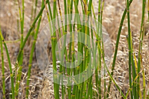 Horsetail or Snakegrass Stem Detail Equisetum laevigatum