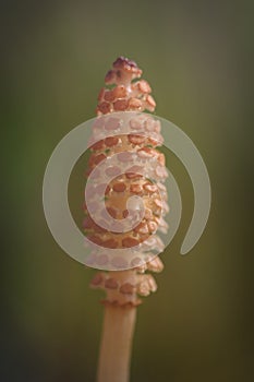 Horsetail - spore ear photo