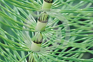 Horsetail Stem close up (Equisetum)