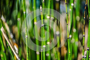 Horsetail wintering growing