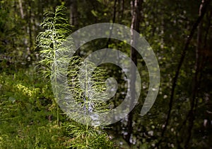 Horsetails by calm water