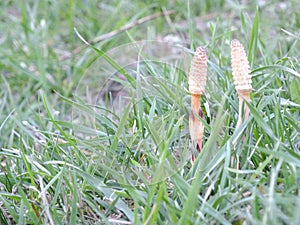 Horsetails.