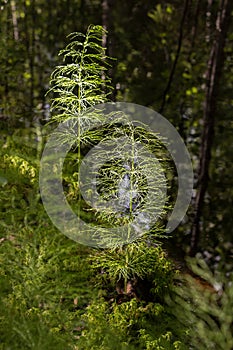 Horsetails with water in the background