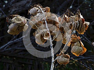 Brown Dry Cottonwood Leaves photo