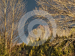 April Trees, Dark Sky photo